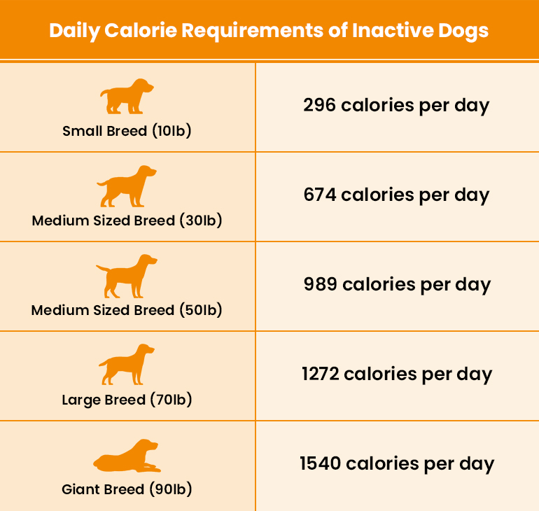How to Help Your Dog Lose Weight Quickly?